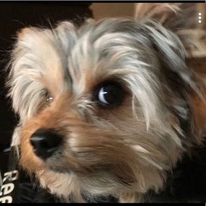 Meet your Posher, Amelie